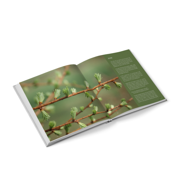 WOOD BOOK – Camino Encounters - Afbeelding 3